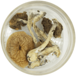African Cubensis (Panaeolus africanus) | Magic Mushrooms Online Canada