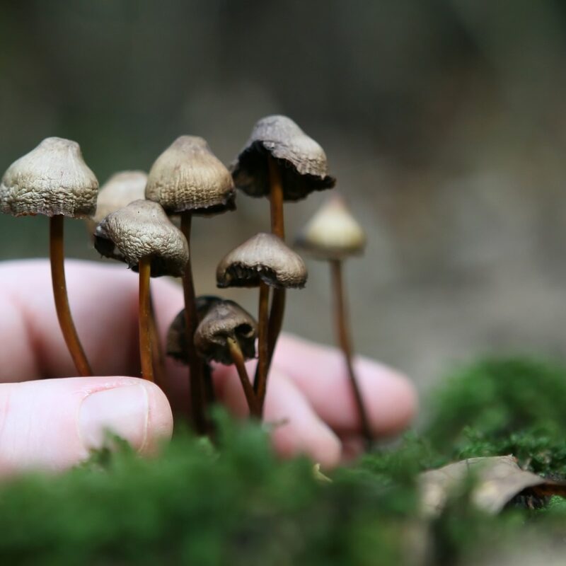 Guide to Magic Mushrooms | Magic Mushrooms Online Canada