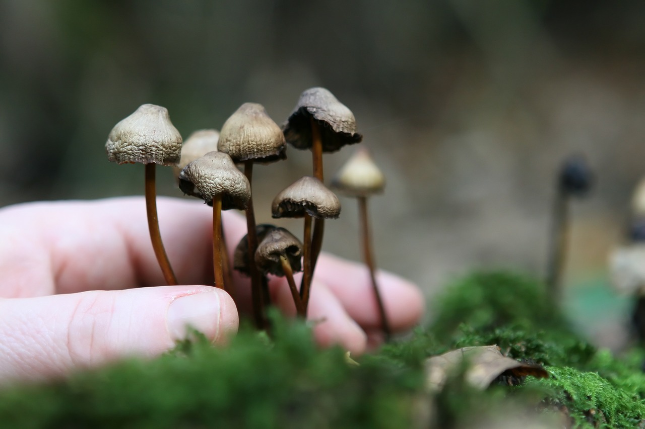 The Process of Cultivating Magic Mushroom Mycelium