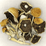 Penis Envy Cubensis | Magic Mushrooms Online Canada