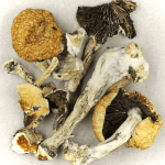 Thai Elephant | Magic Mushrooms Online Canada
