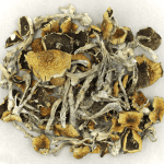 Daddy Long Legs | Magic Mushrooms Online Canada