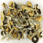 Puerto Rican | Magic Mushrooms Online Canada