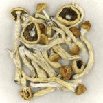 Texas Yellow Cap | Magic Mushrooms Online Canada