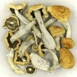 Vietnamese | Magic Mushrooms Online Canada