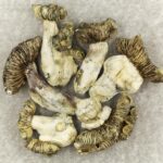 White Burma | Magic Mushrooms Online Canada