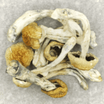 Chitwan Nepal | Magic Mushrooms Online Canada
