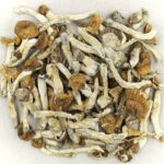 Florida White | Magic Mushrooms Online Canada