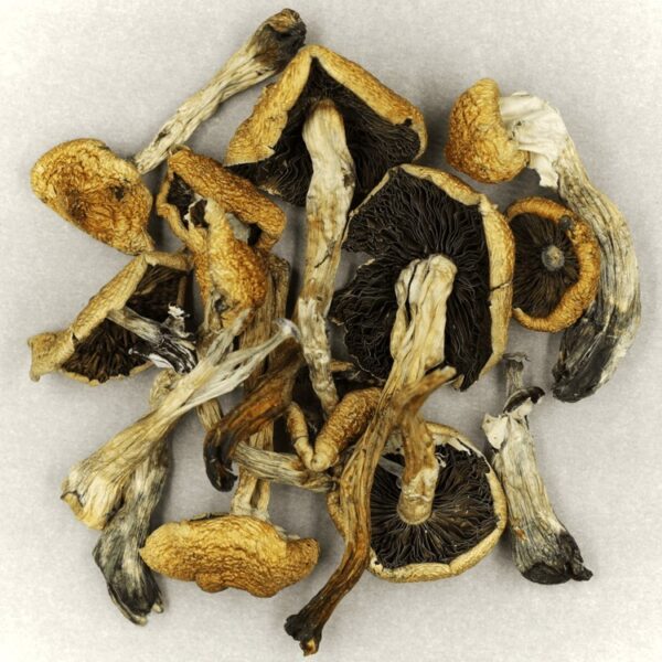 Malabar | Magic Mushrooms Online Canada