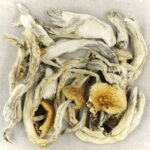 Treasure Coast | Magic Mushrooms Online Canada