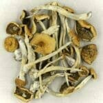 Mexicana | Magic Mushrooms Online Canada