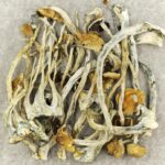 Amazonian Cubensis | Magic Mushrooms Online Canada