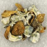 King Kong | Magic Mushrooms Online Canada