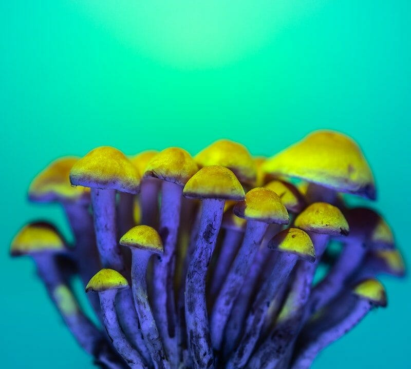 LSD Edibles | Magic Mushrooms Online Canada