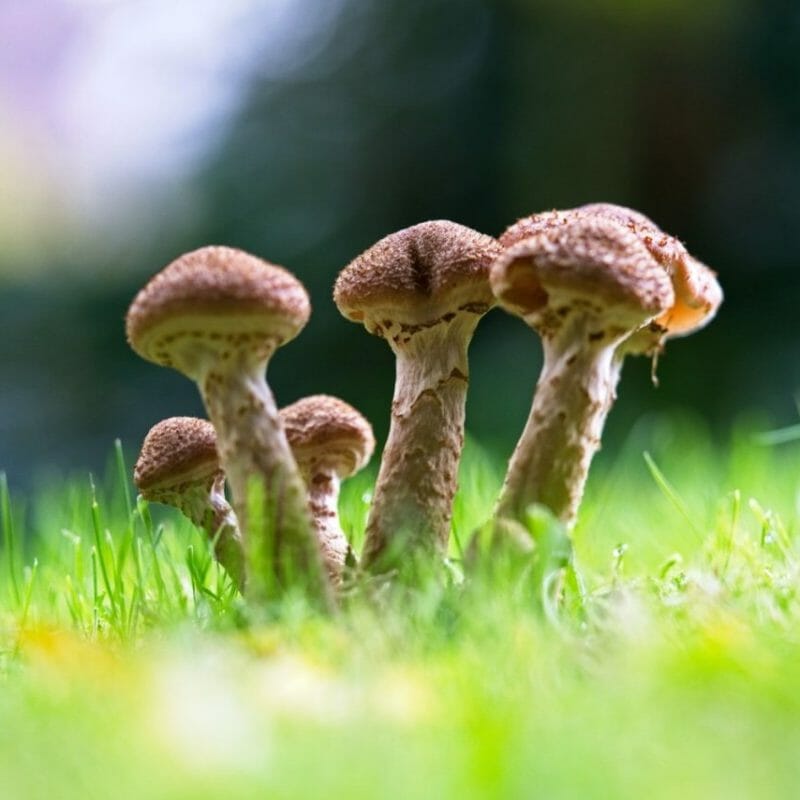 Mushroom Dispensary | Magic Mushrooms Online Canada