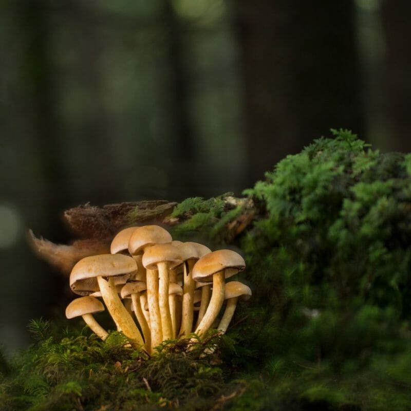 Strongest Mushroom Strains | Magic Mushrooms Online Canada