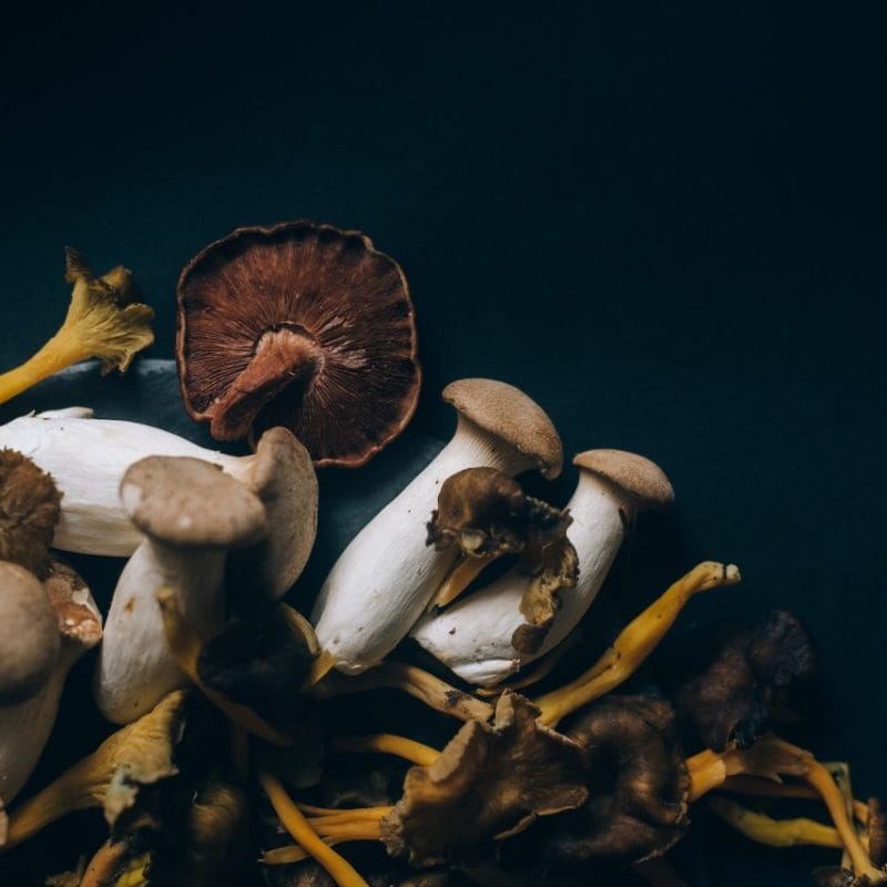 Dried Shrooms | Magic Mushrooms Online Canada