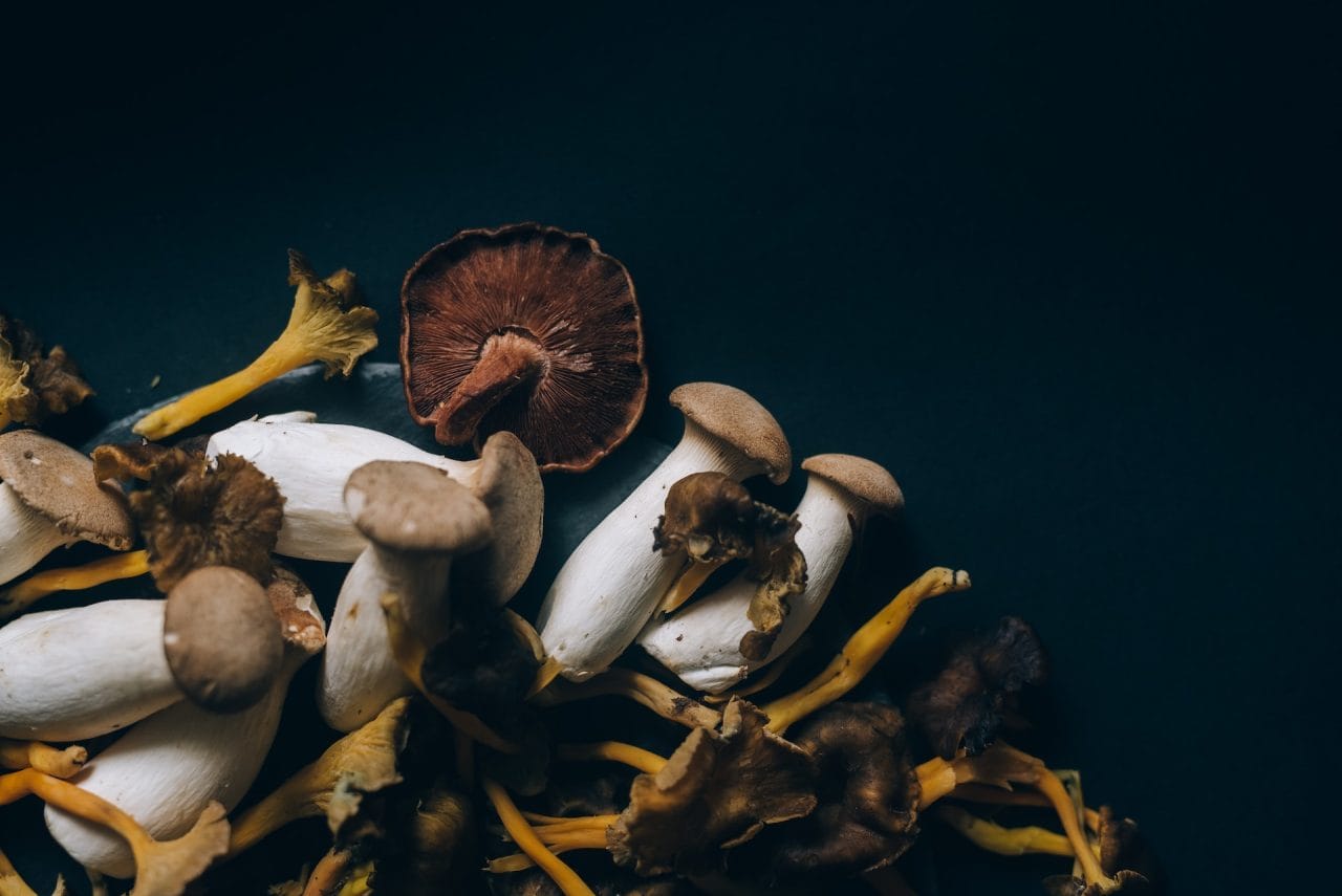 Studies Indicate that Desiccated Psychedelic Mushrooms Induce a Sensation Similar to a ‘Lucid Dream’