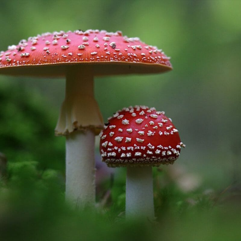 Magic Mushrooms Canada | Magic Mushrooms Online Canada