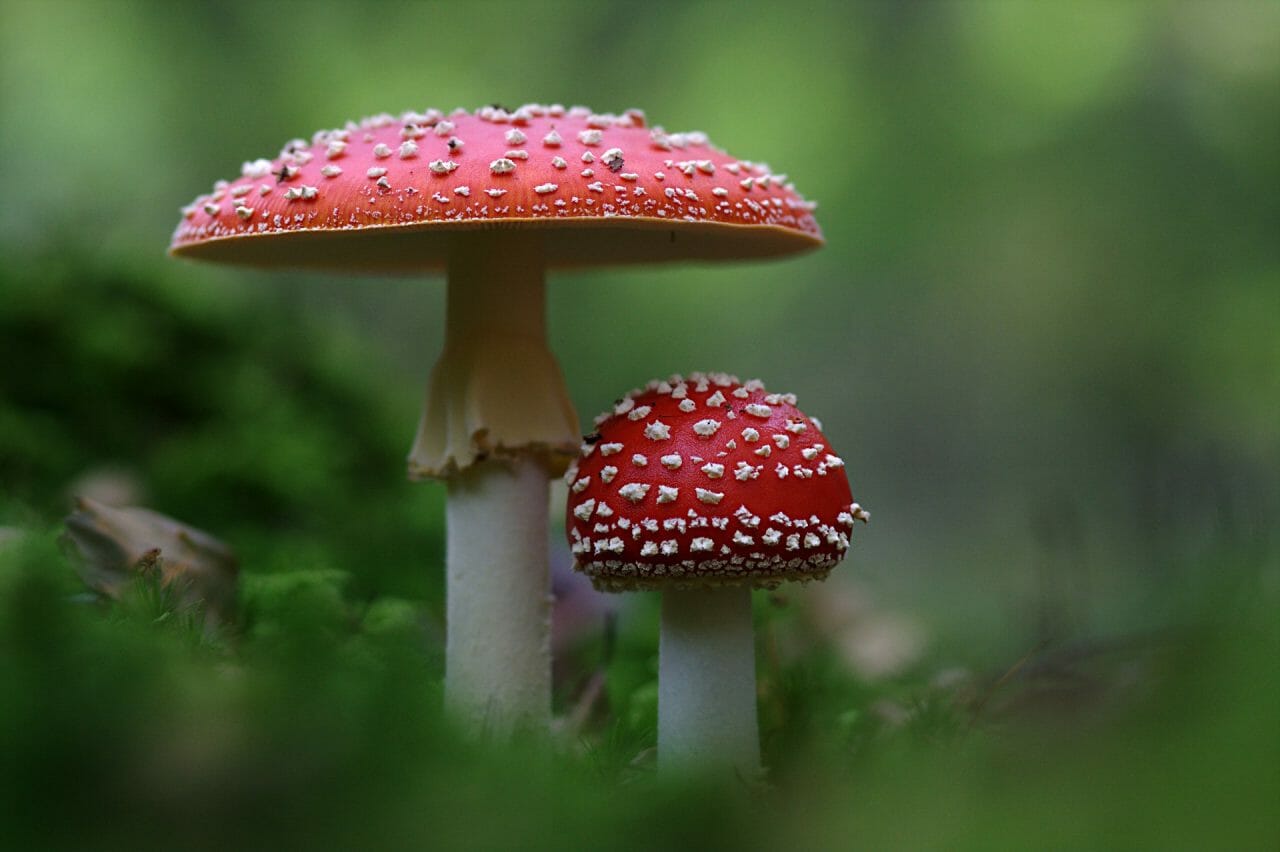 The Emergence of Magic Mushrooms in Canada: Key Varieties to Explore