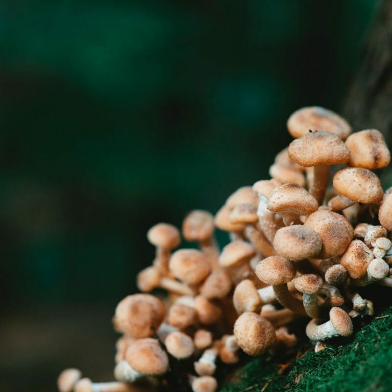 Mushroom Dispensary - Zoomies | Magic Mushrooms Online Canada