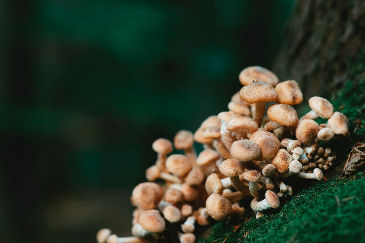 Utilizing the Mushroom Dispensary in Managing Depression