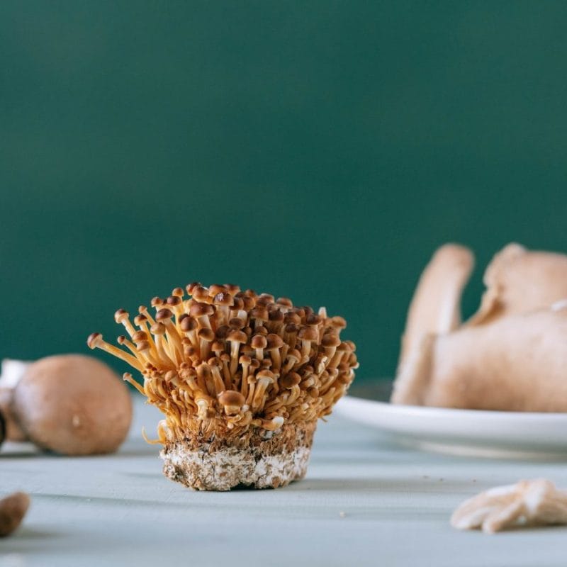 Buy Magic Mushroom | Magic Mushrooms Online Canada