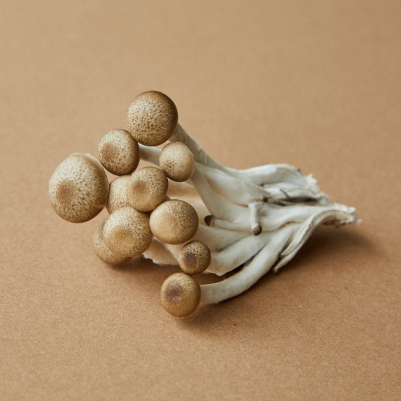 strongest mushroom strain | Magic Mushrooms Online Canada