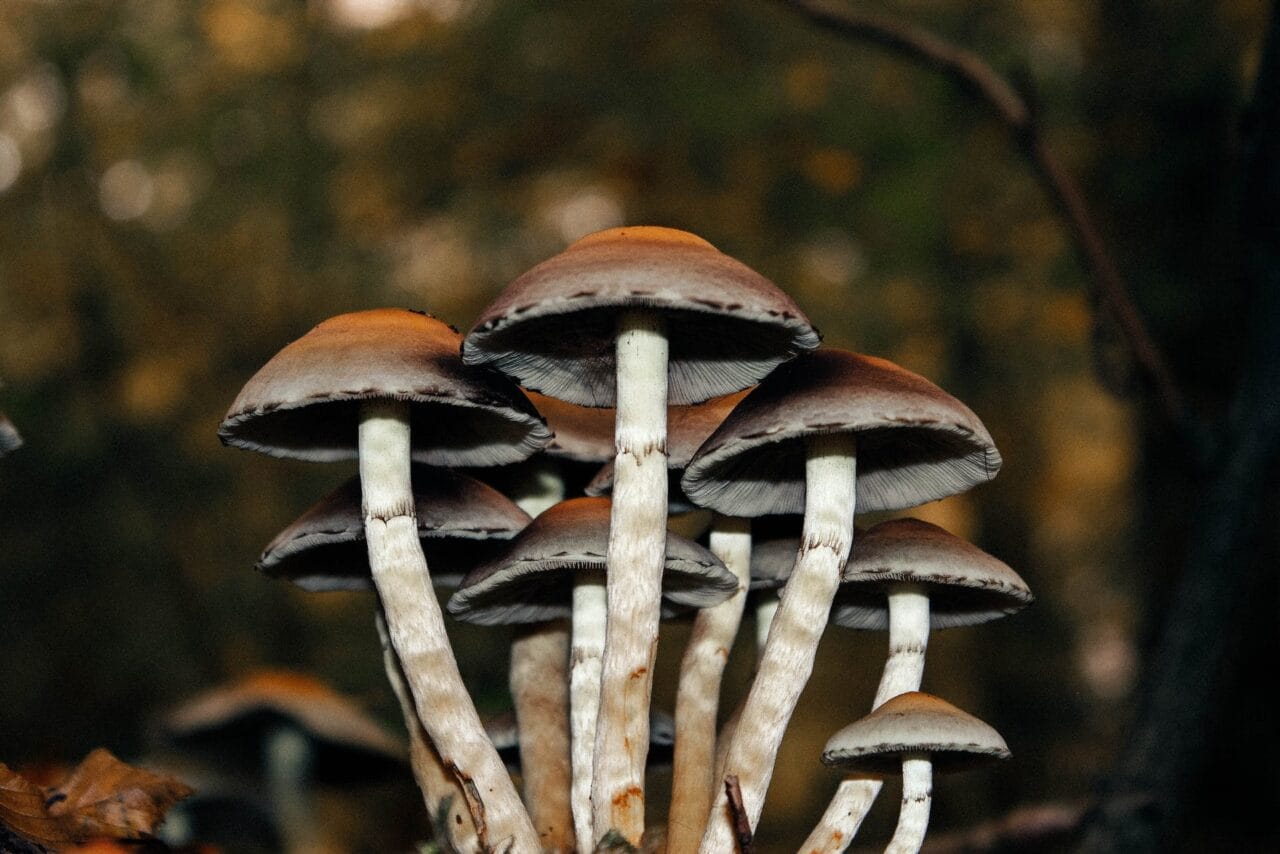 A Collection of Case Studies on the Use of Microdose Mushrooms for Long-Term Pain Alleviation