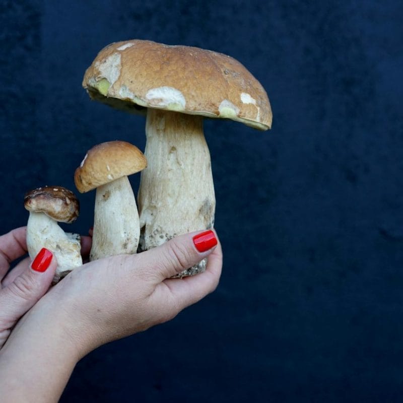 Shrooms Online | Magic Mushrooms Online Canada