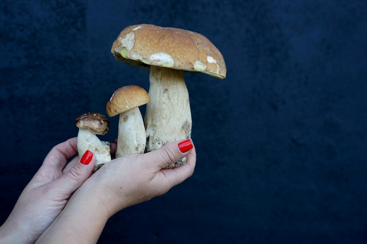 Five Unmissable Mushroom Varieties Near You