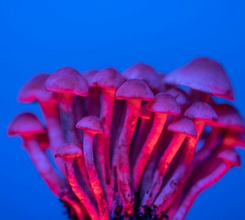 Shrooms Delivery in Canada | Magic Mushrooms Online Canada