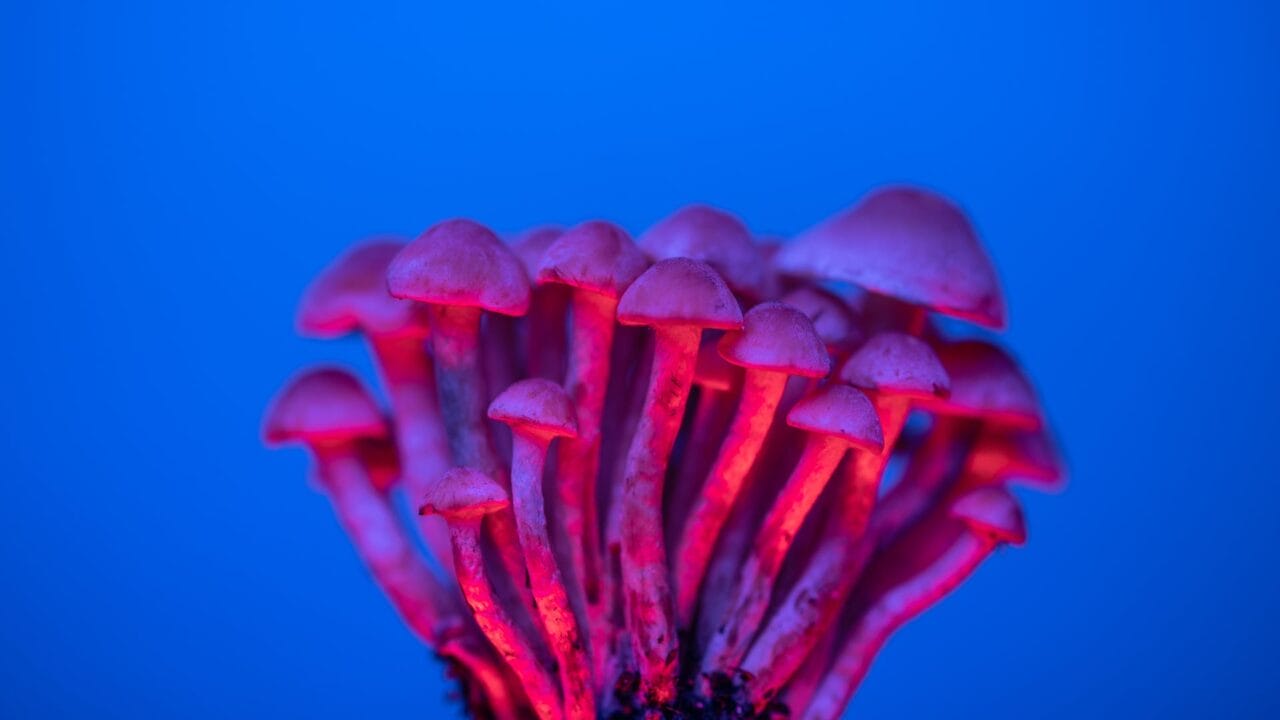 Delivering Shrooms for Enhanced Cognition: A Deep Dive into the Benefits of Nootropics