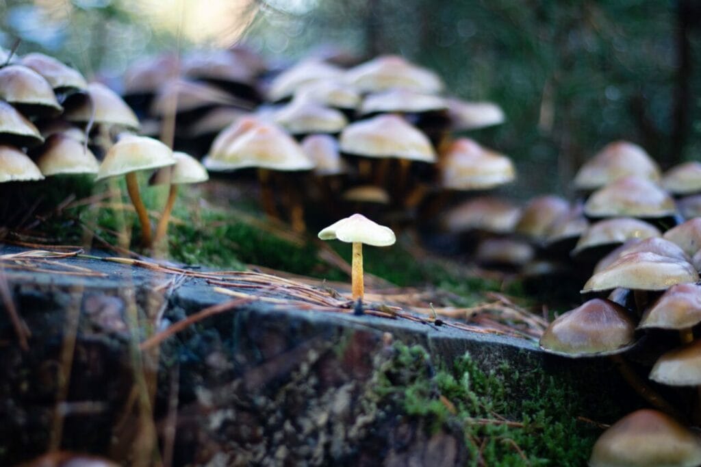 Shroom Delivery at Magic Mushrooms Online Canada