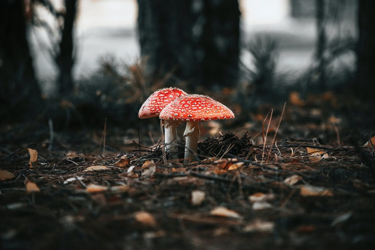 The Psilocybin Revolution: Manufacturing, Study, and Future Direction