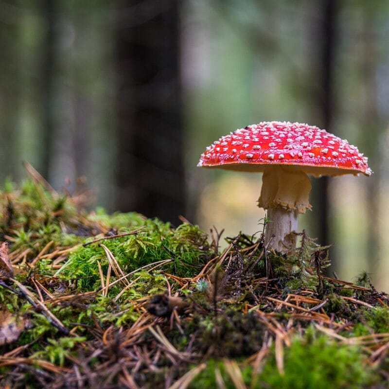 Shrooms Online in Canada | Magic Mushrooms Online Canada