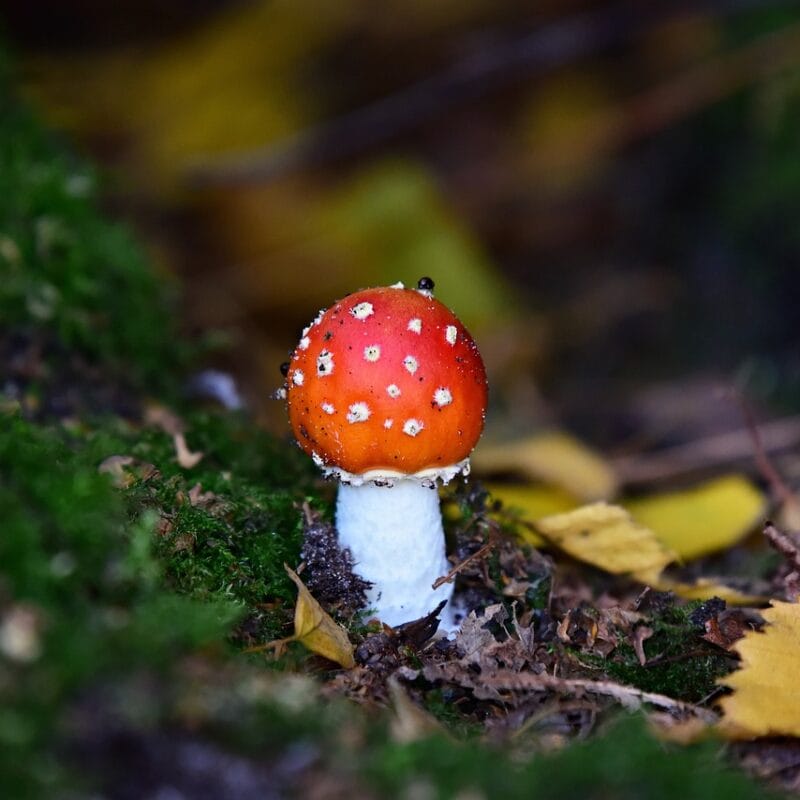 buy LSD online in Canada | Magic Mushrooms Online Canada