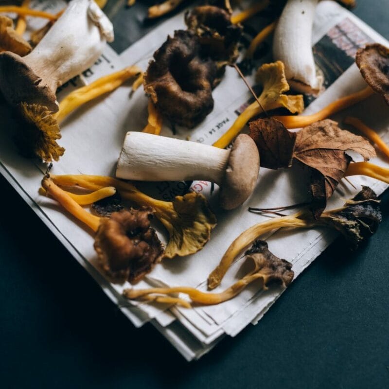 Mushroom chocolate at Zoomies Canada | Magic Mushrooms Online Canada