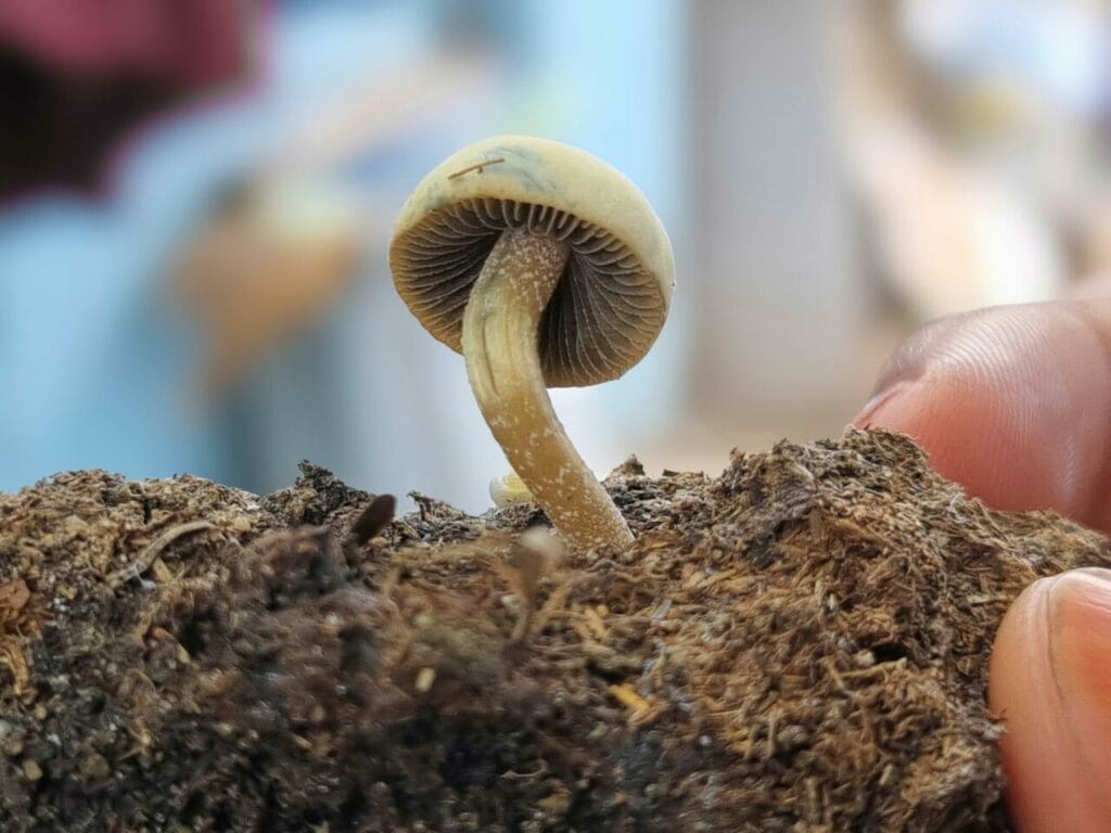 Athletes Resort to Psychedelics for Healing After Severe Injuries Magic Mushroom Dispensary