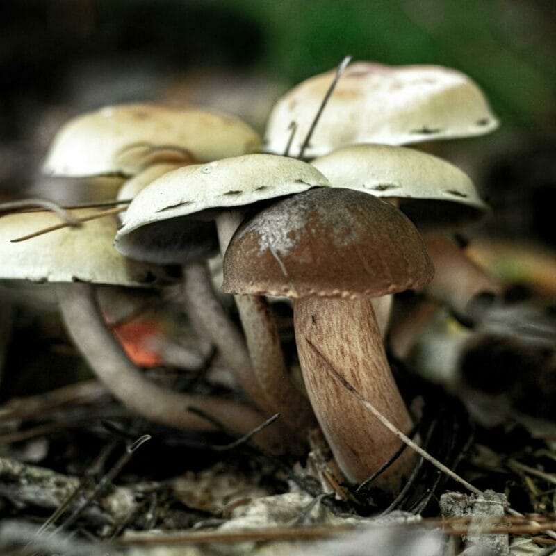 psilocybin mushroom | Magic Mushrooms Online Canada