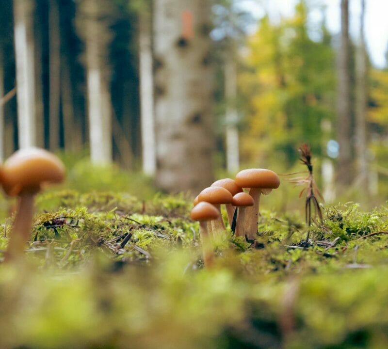 Magic Mushroom Dispensary | Magic Mushrooms Online Canada