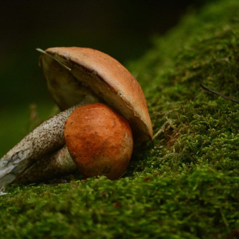 Mushroom Dispensary Vancouver | Magic Mushrooms Online Canada