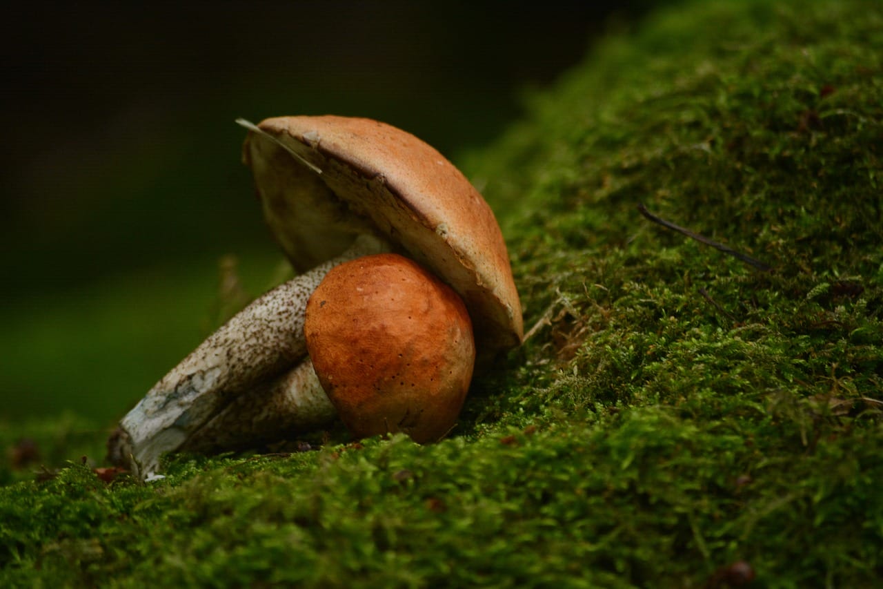 Vancouver Mushroom Dispensary: Five Fresh Shroom Varieties You Must Try