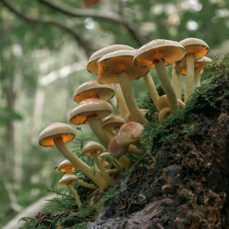Shrooms online | Magic Mushrooms Online Canada