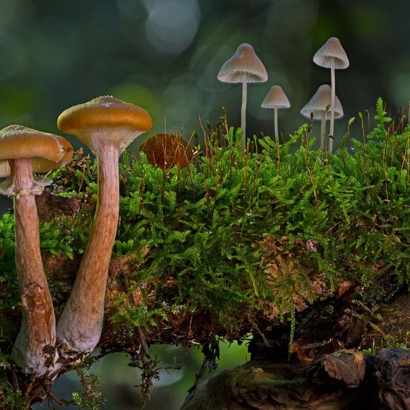 magic mushroom in Canada | Magic Mushrooms Online Canada