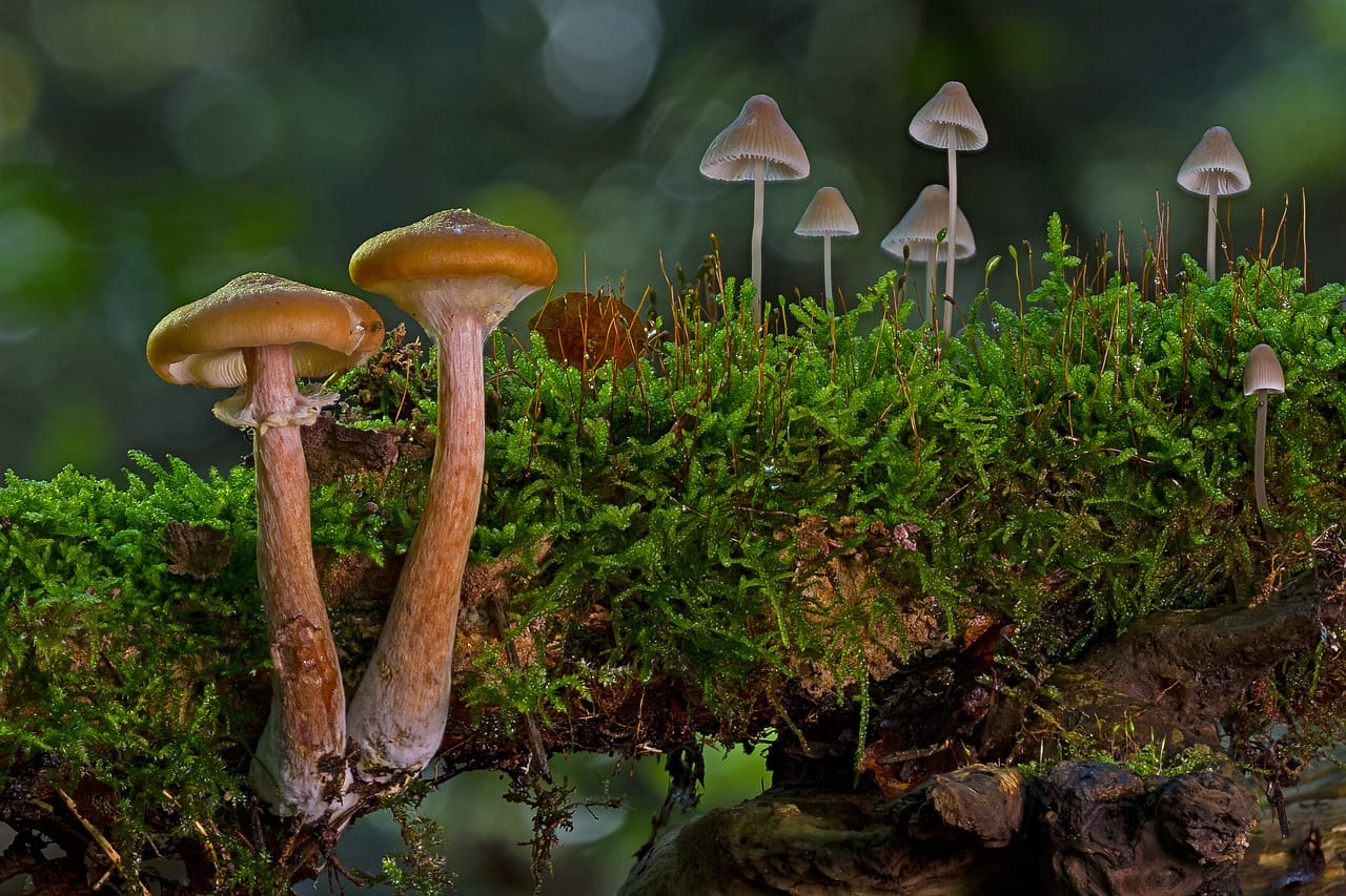 A Significant Majority of Canadians Advocate for the Use of Psychedelic Mushrooms to Alleviate Existential Anxiety