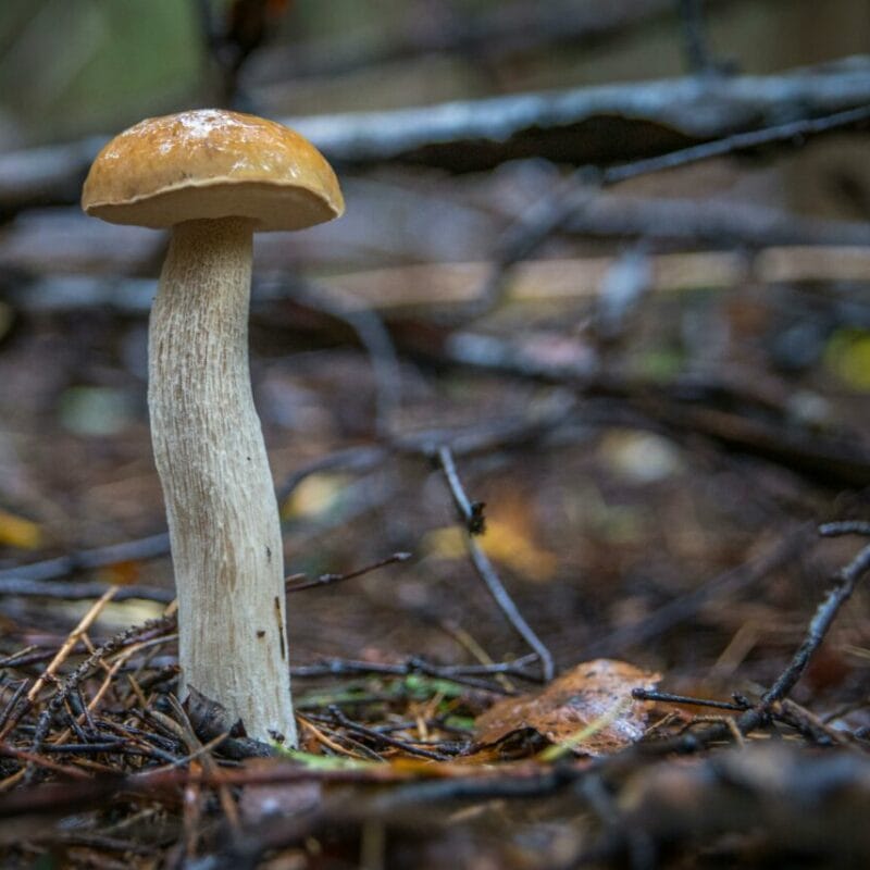 Shrooms online | Magic Mushrooms Online Canada
