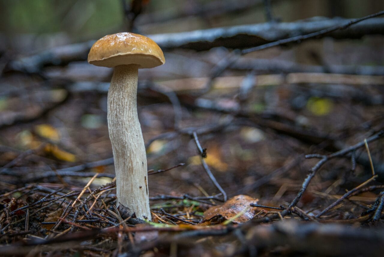 Recent Studies on Psychedelic Mushrooms Indicate Prolonged Cognitive Disturbance Could Benefit Mental Well-being