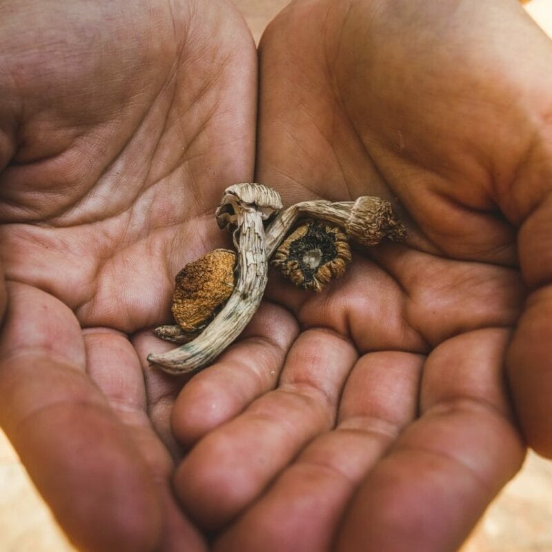 dried shrooms | Magic Mushrooms Online Canada