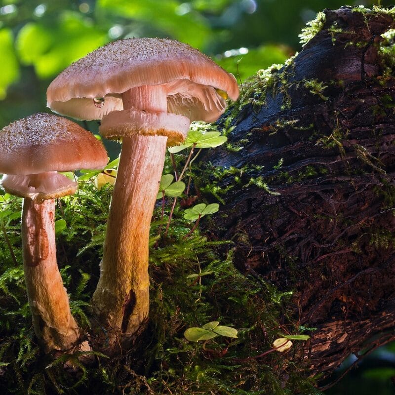 magic mushroom delivery | Magic Mushrooms Online Canada